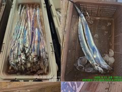 [통영] 통영서진호 14석 >> 먼먼~바다~ 씨알좋은 갈치 조황 입… 사진