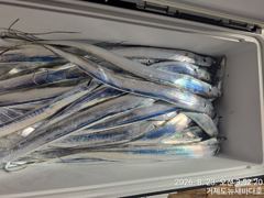 뉴새바다호 14석 갈치 3지 4지 쿨러조황입니다 내일부터 예약가능합니다 사진