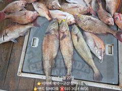 22일 참돔 민어 민어 위주로했네요 사진