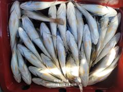 오늘의조황 - 8/23 백조기 조황 - 무창포 블루포스호,배낚시,선상낚시 전문 사진