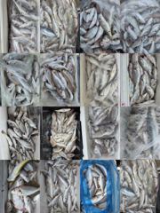 [백조기조황] 8월23일 왕백조기 전원 쿨러 조황 사진