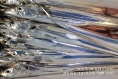 오늘 꼭 대어만쿨 목표 채워보겠습니다.마량대성1호 010-7289-7500 사진