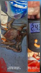 8월23일(일). 27일(목) ㅡ 최대어 18kg 사진
