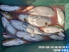 속초대포항 두령호 대구 실시간 조황입니다 사진