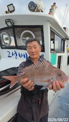 [고성] (자연어초)참돔 대형들 총쏘고~대박 물때 진입~고성베이호(25일… 사진