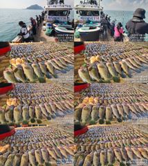 ♥붉바리들..이정도는 잡아봐야지요 초대박 붉바리조황입니다[2026년08월24일] ◎ 해마루호가 뜨는이유? 조황때문이죠 ◎ 핵심포인트: 바로진입.. 바로히트.. ▣ 차원이 다른 조... 사진