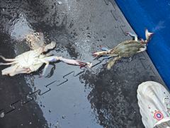 인천365호 8월24일 꽃게조황 사진