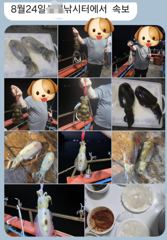 1   [마산] 마산 원전 선상낚시터 월요일 야간 조황 (무늬 +갈치+고등어+전… 1 사진