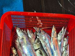 260823<제주 제라진호> 돌발상황! 이슈가 있어도! 씨알좋은 놈들로 쿨러 채워버리기!! 사진