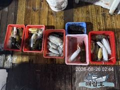 8월25일 무늬오징어 팁런조황입니다 사진