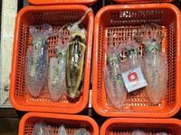 [진해] 25일 무늬오징어] 씨알급도 제법 비치고 (오늘 목 금 토 일 … 사진