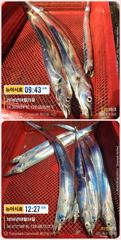 [통영] 통영 뉴 아시아호>> 씨알 좋은 대갈치 짜릿한 손맛! 사진