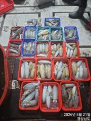 [마산] 사계절호 무늬오징어 팁런조황 사진