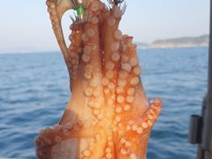 [진해] 26일 돌문어 키로급외 장원15수12수10수등 퍽퍽.. ( 예… 사진