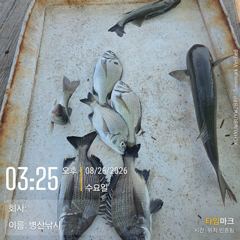 [고성] 병산 감성돔 농어 숭어 선외기 흘림조황~ 사진