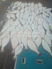 [군산] 날이면 날마다 쏟아지는 대광어들. 웬 광어가 이리도 나오는지… 사진