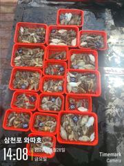 갑오징어 마리수 좋습니다 사진