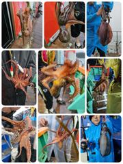 포항돌문어현상황 내일토요일부터 모집중입니다 사진