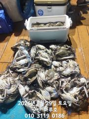 ★★ 8/28 [군산 대일피싱]마루호 꽃게조황 소수 인원으로 풍족하게 잡았습니다. 사진