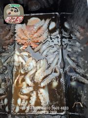 여수 짱구호 8월28일(금) 문어(총100여수)조황 사진