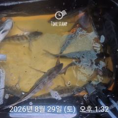 [거제] 라이프레져 감성돔흘림 돌문어 선외기조황 사진