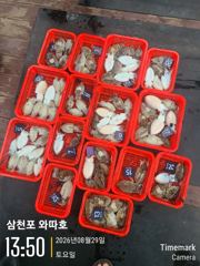 8월29일 토요일 갑오징어 조황입니다 사진