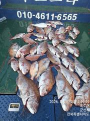 야미도후크스타호 8/29(토) 참돔 조황 사진