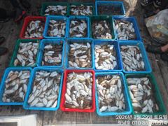 오늘의조황 - 청남호 8월29일 갑오징어 탐사 조황입니다 - 청남호,뉴청남호,안면도,영목항 ,선상낚시,청남낚시마트, 사진