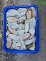 갑오징어탐사 사진