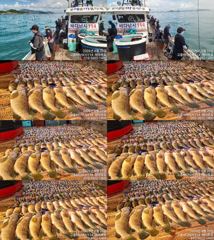 ♥ 붉바리들..이정도는 잡아봐야지요 초대박 붉바리조황입니다[2026년08월29일] ◎ 해마루호가 뜨는이유? 조황때문이죠 ◎ 핵심포인트: 바로진입.. 바로히트.. ▣ 차원이 다른 조황으로 모십니다 ▣ 요즘 붉바리낚시가 대세입니다 사진