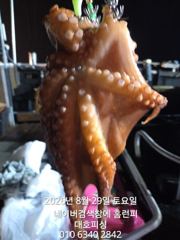 군산 대호피싱 7인의 야간문어 사냥 나왔어요 사진