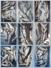 [무창포아파치호] 8월29일(토), 사릿 물때, 마릿수의 백조기조황~ㅎ 내일(일,30일)도, 모레(월,31일)도 정상출조, 자리여유, 전화주세요~ 010-8422-0866. 사진