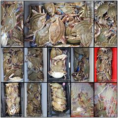 출조안내 - 8/29 토요일 군산 <#강남호> 야간꽃게낚시 실시간 30일 야간꽃게낚시 예약가능 사진