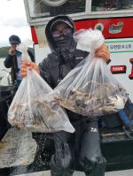 오천항 K1호 8월 29일 갑오징어 탐사 출조 조황~ 100갑이상 5분!! 사진