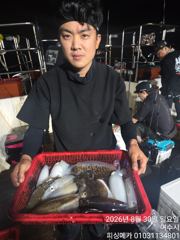 29일 금오열도 무늬오징어 조황입니다 사진