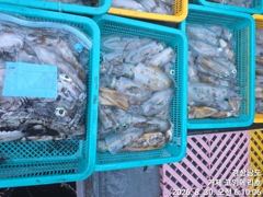 (무늬오징어)초 전투팁런 130여수 뽑고 또 뽑고~고잉메리호(오늘 예약) 사진