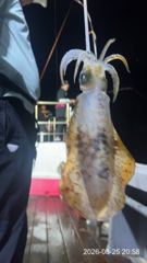 무늬오징어팁런 ((드디어 터졌다~!!)) “”내만권 팁런~!!“”이벤트 진행 중 오늘 시범 출조~!! 쫙 달립니다~!! 사진