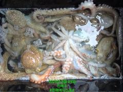 [진해] 문어꾸준한 입질! 평일이라 더 여유롭게! 문어 손맛 함께하실 … 사진