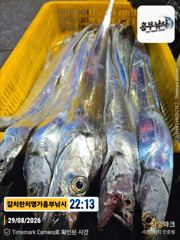 3지급4지급까지 달이찌거러지니 살아나는 갈치 조황 월.화출조 사진