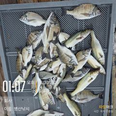 병산  감성돔 농어 마리수 선상배 흘림조황~~ 사진