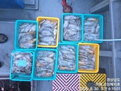 [거제] (무늬오징어)전투팁런 130여수 연타로 줄줄이~고잉메리호(오늘 … 사진