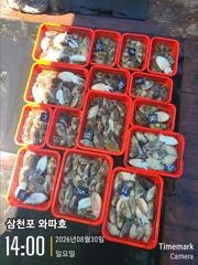 일요일 갑오징어 탐사 조황입니다 사진