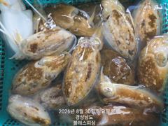 8월30일 갑오징어 조황! 점점 좋아지네요~ 사진