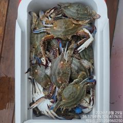 백/쭈/갑조황 - 8월29일 홍원항 백두산호 꽃게 조황입니다.. - 홍원항 백두산호,배낚시,바다낚시 사진