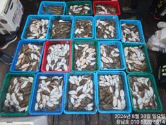 오늘의조황 - 청남호 8월30일 갑오징어 탐사 조황입니다 - 청남호,뉴청남호,안면도,영목항 ,선상낚시,청남낚시마트, 사진