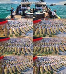♥붉바리들..이정도는 잡아봐야지요 대박 붉바리조황입니다 [2026년08월30일] ◎ 해마루호가 뜨는이유? 조황때문이죠 ◎ 핵심포인트: 바로진입.. 바로히트.. ▣ 차원이 다른 조황으로 모십니다 ▣ 요즘 붉바리낚시가 대세입니다 사진