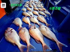 8/30 군산 k1 참돔 히트.히~트 !!!! 사진