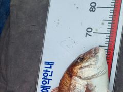 오늘의조황 - 8월 29일 뉴용궁호 조황입니다 - 신진도 뉴용궁호 사진