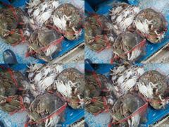 [쭈갑조황] 8월30일 망탱이 꽃게조황 사진