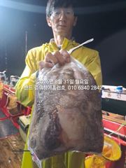 8월30일 굿조황 군산 홈런호 야간 문어 마무리 조황 입니다!조사님들 비맞으면 문어뜯느라 고생 하셨습니다.빗길 조심 귀가 하세요. 사진